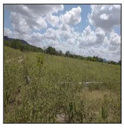 TERRENO - LOTEAMENTO RESIDENCIAL DEUS É FIEL- CENTRO - JATAUBA/PE - foto 1